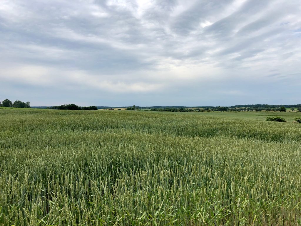 Wiese mit blauem Himmel