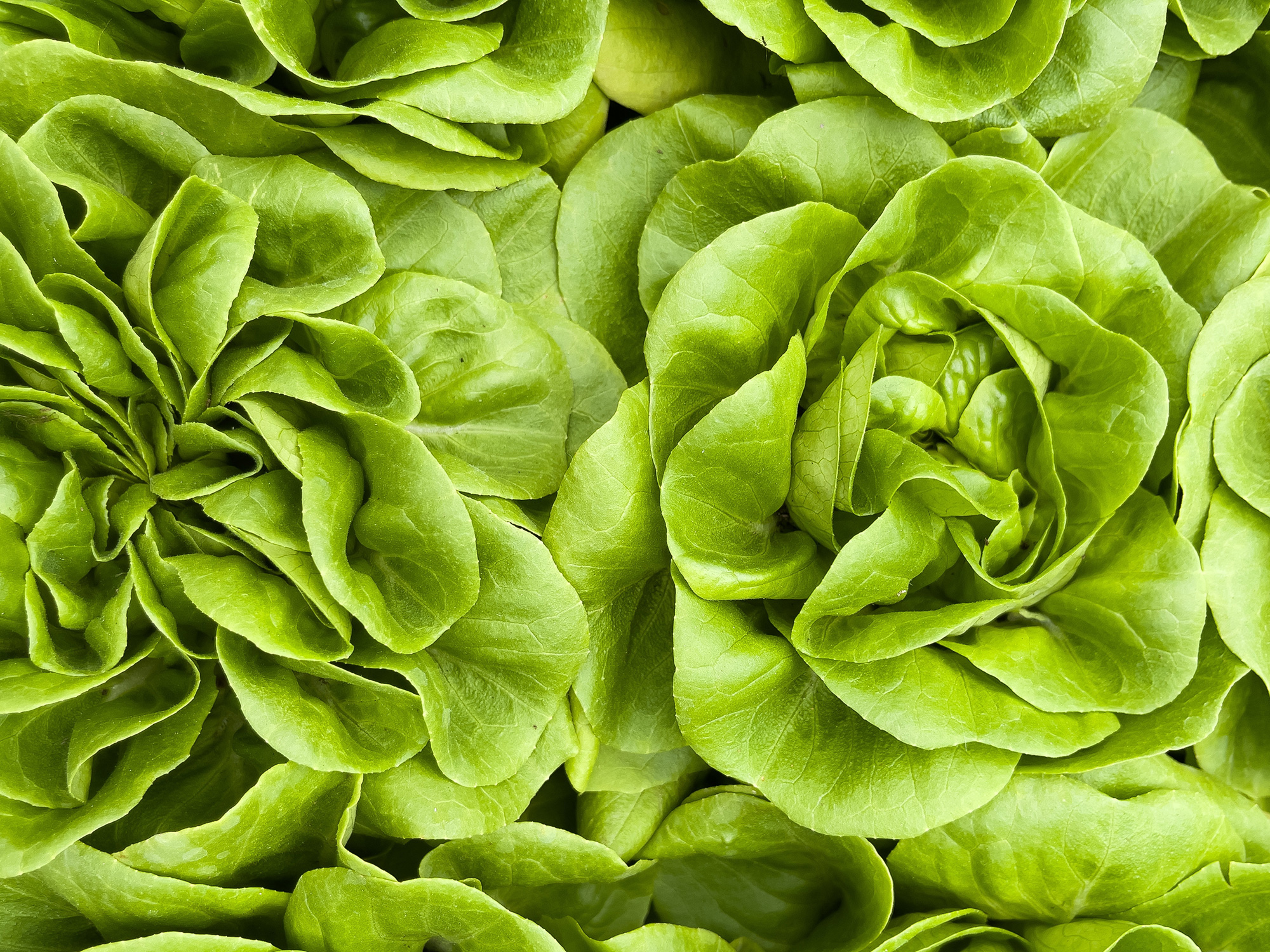nachhaltigkeit-salat-fond
