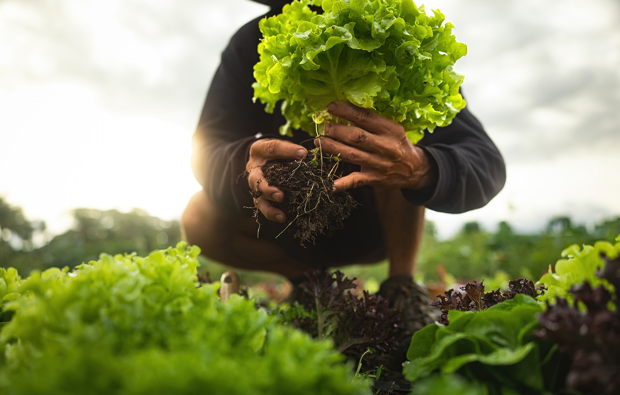 nachhaltigkeit-salat-header